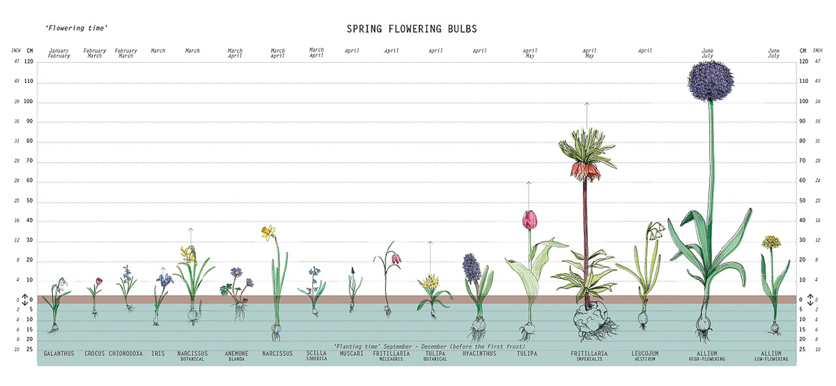 Toepassen Inwoner Hoeveelheid van Bloembollen planten in de herfst - Lifestyle NWS